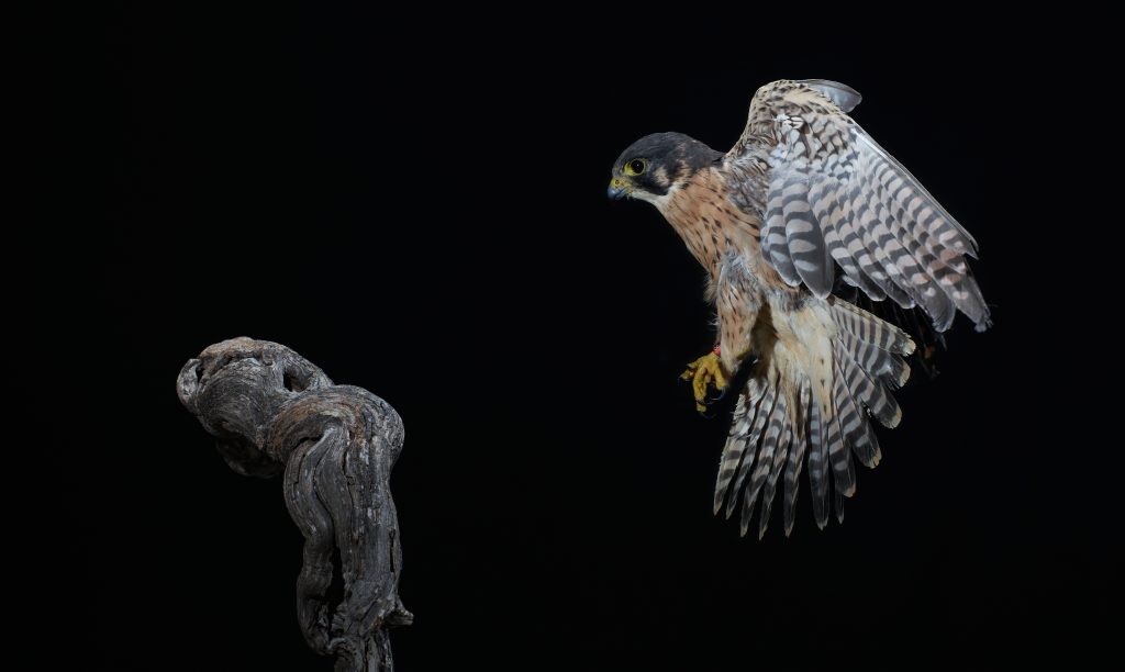 wild bird night photography