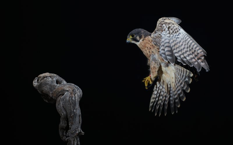 wild bird night photography